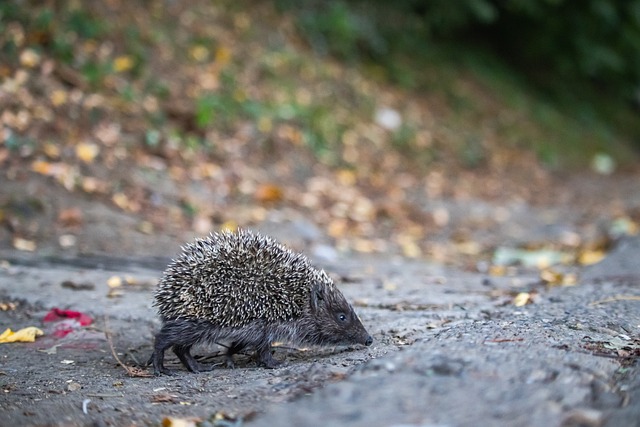 记者：下个月刘祝润就要当爸爸了，孩子会在大连出生